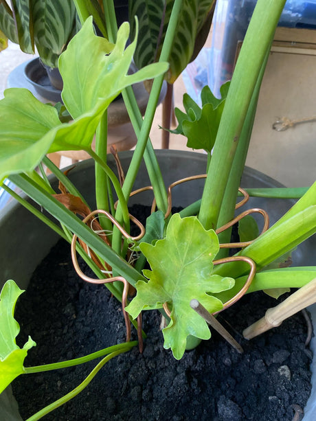 Why We Designed Our Own Monstera Plant Support