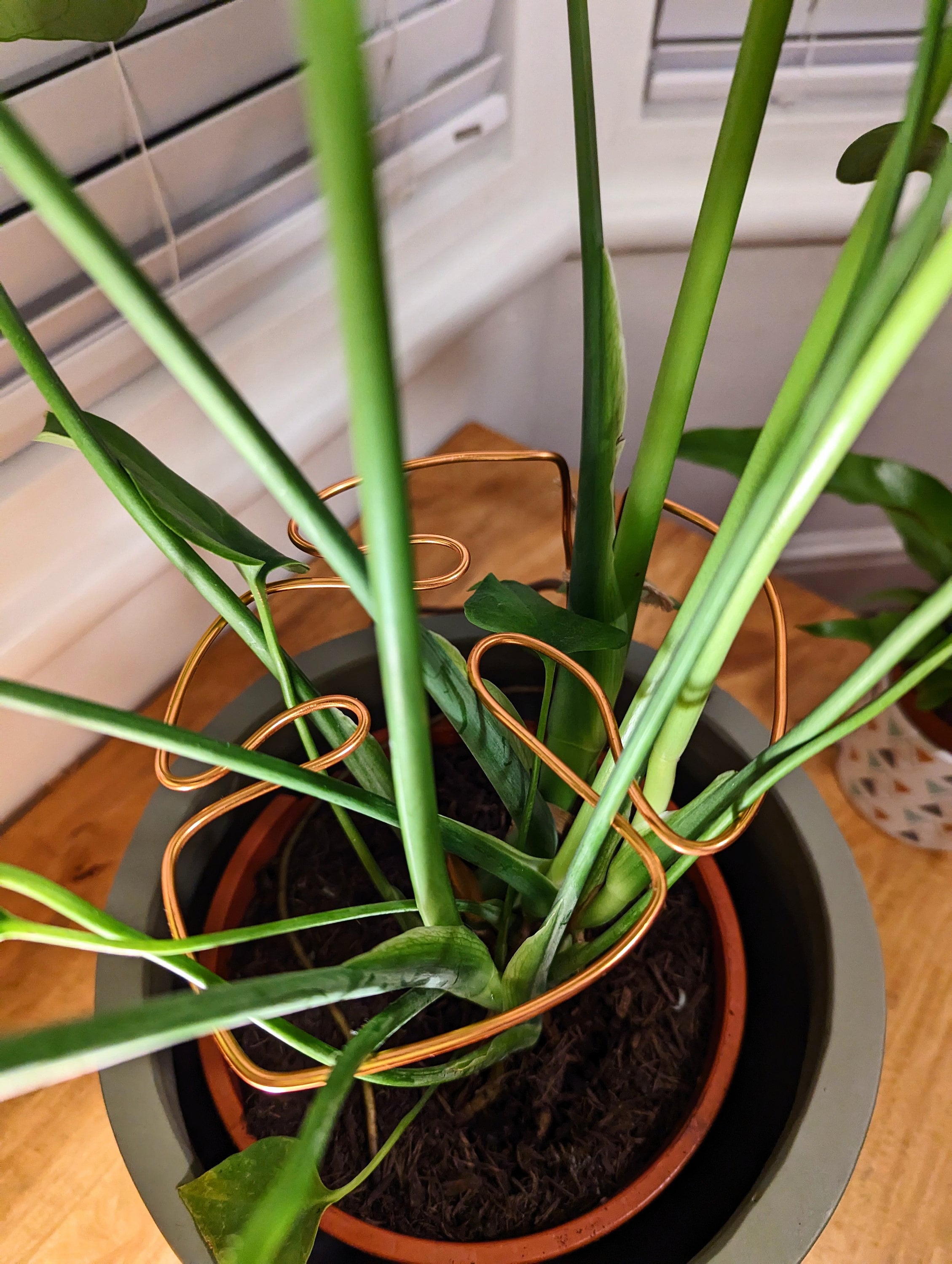 monstera wire plant support Monstera Shaped Plant Support – Kindred Earth
