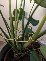 Monstera Shaped Plant Support - Gold Coloured