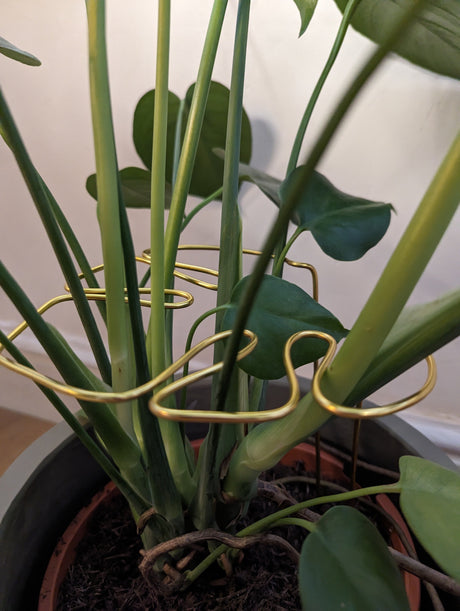 Monstera Shaped Plant Support - Black Coloured