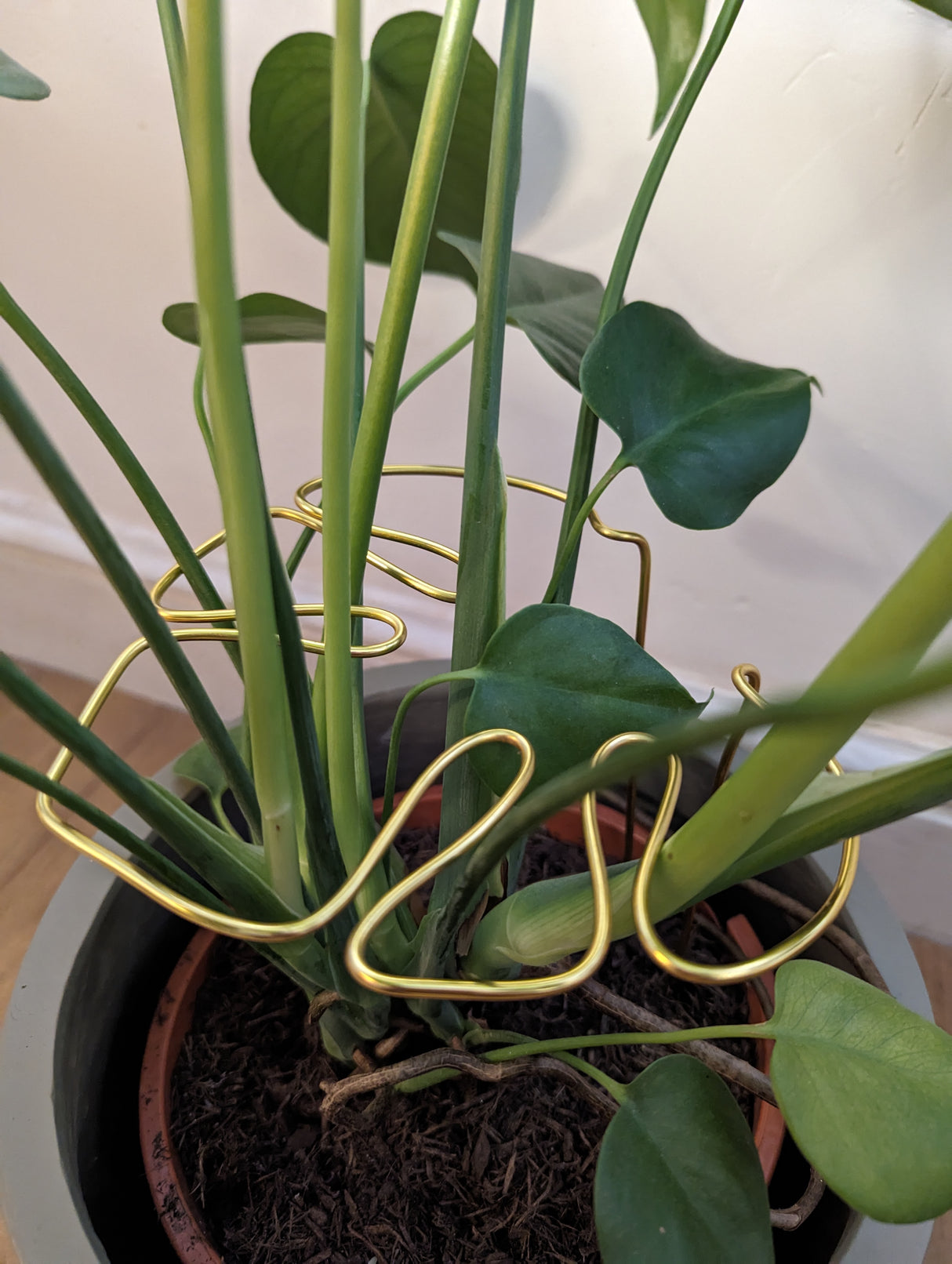 Monstera Shaped Plant Support - Gold Coloured