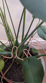 Copper Monstera Plant Support